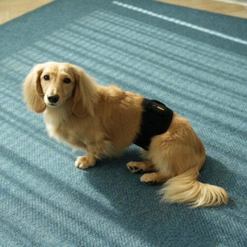 Rebuild Dog EMS Muscle Strengthening and Pain Management for Dogs(Lumbar, Spine, Joint Massage)