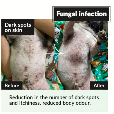 Kiwivital: OliveBoost Herbal Therapy for Pets 80g/150g (Strengthens Immune, Heart, Anti-diabetic, Reduce Fungal/Yeast)