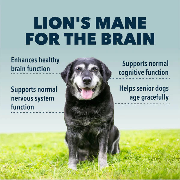 Four Leaf Rover: Lion's Mane - Organic Mushroom Extract For Dogs