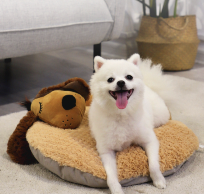GiGwi Snoozy Friendz Series: Adorable Pet Bed