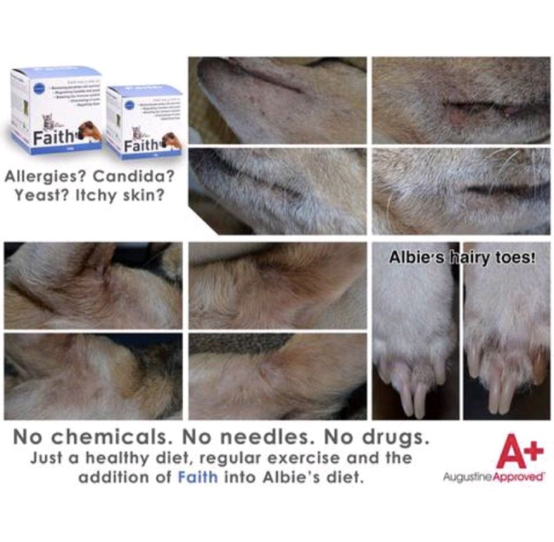 Augustine Approved Faith Cleanse & Detox for Dogs and Cats (4 sizes)