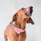 Dharf Dog Shirt Collar Set — Red Check Pattern (Size XS, S, M)