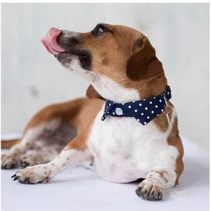 Dharf Dog Bow Tie & Shirt Collar Set — Navy Polka Dot