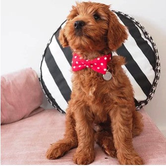 Dharf Dog Bow Tie — Pink Polka Dot Cotton