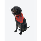 Insect Shield Pet Bandana — Bug-Repellent Bandana for Dogs & Cats (22" x 22")
