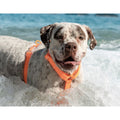 Zee.Dog NeoPro WeatherProof H-Harness — Weatherproof & Adjustable (S, M, L)