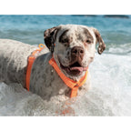 Zee.Dog NeoPro WeatherProof H-Harness — Weatherproof & Adjustable (S, M, L)