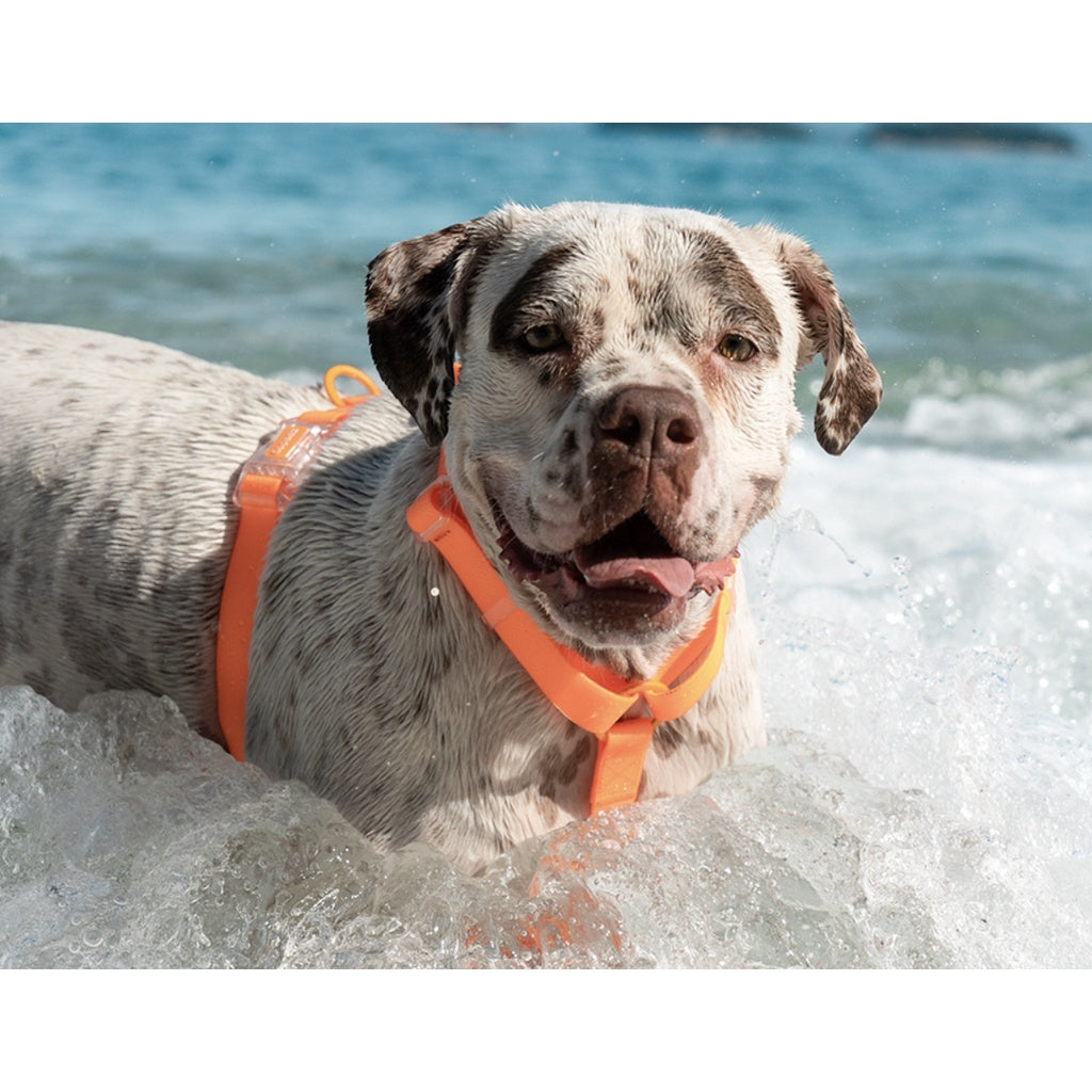 Zee.Dog NeoPro WeatherProof H-Harness — Weatherproof & Adjustable (S, M, L)