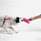 Zee.Dog x Staple Fat Pigeon — 100% Natural Rubber Dog Chew Toy