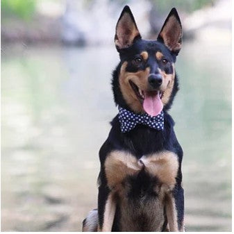 Dharf Dog Bow Tie — Handmade Cotton with Velcro Attachment (XS, S, M)