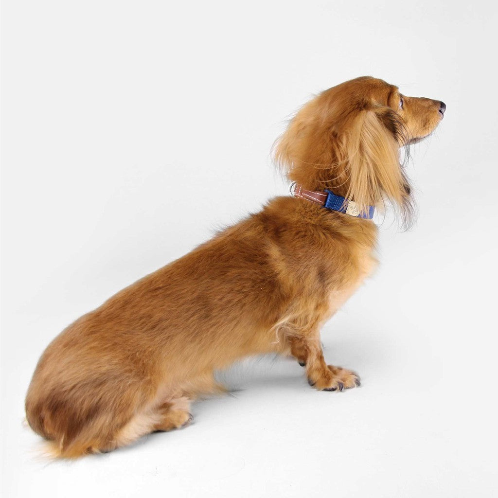 SPUTNIK Dog Collar — Handcrafted Nylon & Genuine Leather (S/M/L)