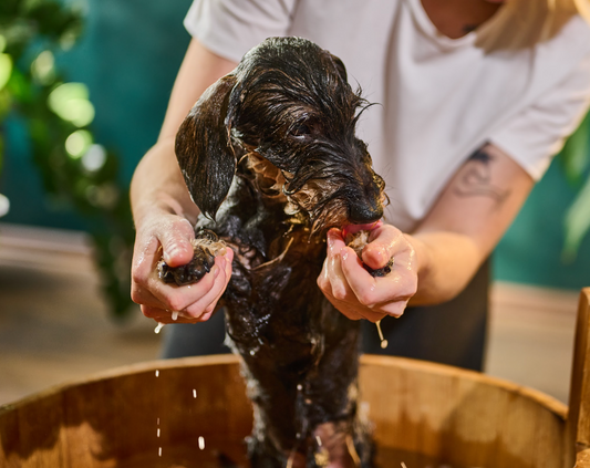 [From Prague]: Furnatura Shampoo for Dogs