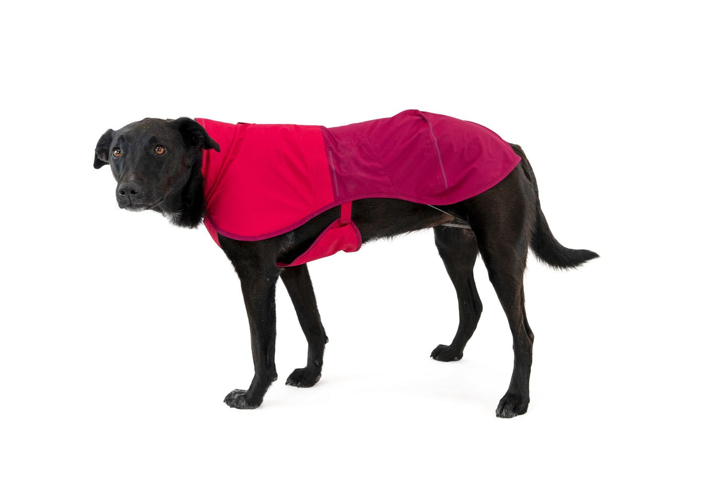 (Pre-Order Only) Ruffwear Sun Shower‚Ñ¢ Reflective Lightweight Dog Raincoat