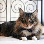 Dharf Cat Bow Tie Collar Set — Breakaway Safety with ID Tag & Bell (20-29cm)