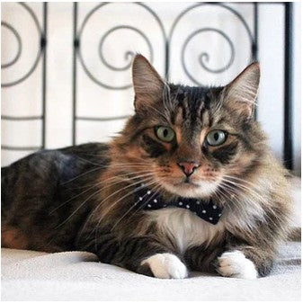 Dharf Cat Bow Tie Collar Set — Breakaway Safety with ID Tag & Bell (20-29cm)