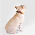SPUTNIK Dog Collar — Yellow Herringbone Nylon & Genuine Leather (S/M/L)