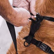 Zee.Dog NeoPro WeatherProof H-Harness — Weatherproof & Adjustable (S, M, L)