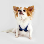 Sputnik Comfort Dog Harness — Breathable Mesh & Genuine Leather (Size S-L)