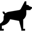 Adult