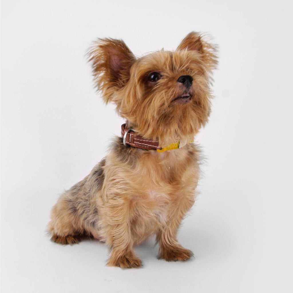 SPUTNIK Dog Collar — Yellow Herringbone Nylon & Genuine Leather (S/M/L)