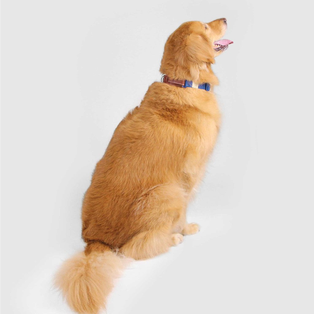 SPUTNIK Dog Collar — Handcrafted Nylon & Genuine Leather (S/M/L)