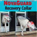 Provizor NovaGuard Recovery Cone Collar for Dogs & Cats — Alternative to E-Collar (7 Sizes)