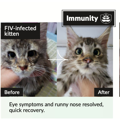 KiwiVital OliveBoost Herbal Therapy — Immune & Heart Support for Dogs & Cats (80g/150g)