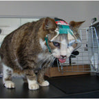 OptiVizor Eye Protection — UV Shield for Dogs & Cats (Post-Surgery, Injury, Blindness)