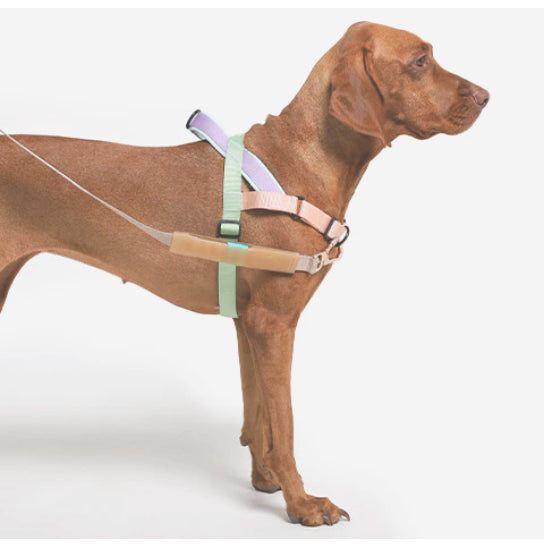 Zee.Dog SofterWalk No-Pull Harness — Farm Rio Limited Edition (S, M, L)