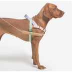 Zee.Dog SofterWalk No-Pull Harness — Farm Rio Limited Edition (S, M, L)