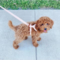 ST ARGO Vegan Leather Harness — Adjustable No-Pull for Dogs & Cats