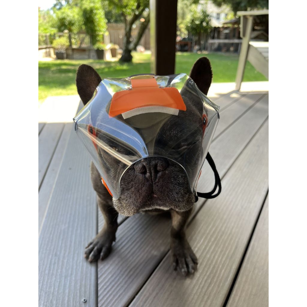 Optivizor Eye & Face Protection Cone — Post-Surgery Recovery for Dogs (Sizes Toy to X-Large)