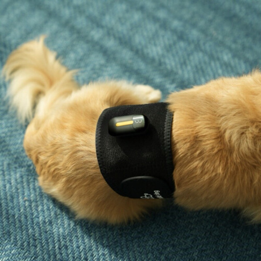 Rebuild Dog EMS — Wearable Muscle Stimulation & Pain Relief Device for Dogs (Waist Band)