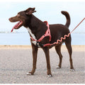 Zee.Dog Ruff Leash 2.0 — Shock-Absorbing No-Pull Dog Leash (FARM Rio Edition)