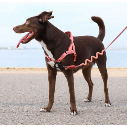 Zee.Dog Ruff Leash 2.0 — Shock-Absorbing No-Pull Dog Leash (FARM Rio Edition)