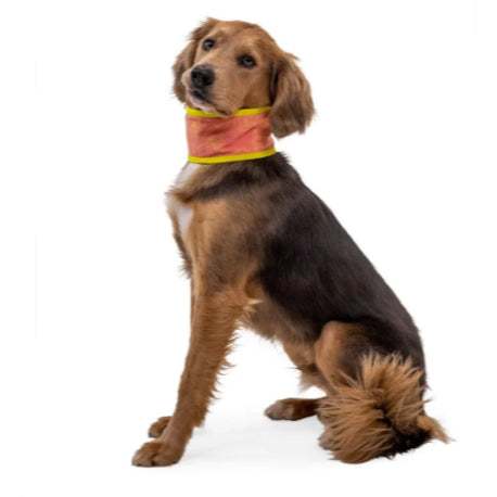 Ruffwear Swamp Cooler™ Neck Gaiter — Evaporative Cooling for Dogs (6 Sizes)