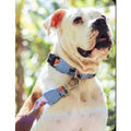 Zee.Dog Dog Collars — Adjustable Polyester with 4-Point Lock (M, L)