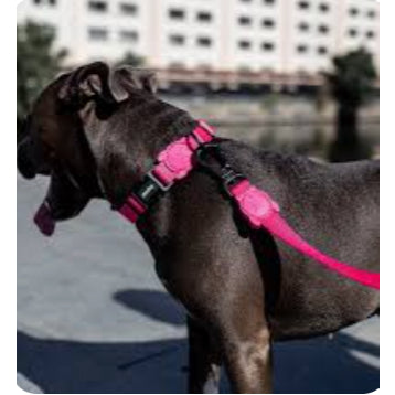 Zee.Dog Adjustable Dog Collar — Durable Polyester with 4-Point Locking Buckle