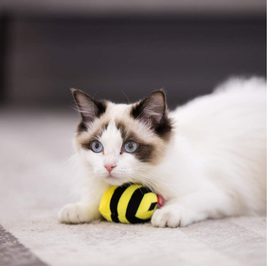 GiGwi Catnip Series: Interactive Electric Simulation Bee and Thrist Catnip Catepillar for cats