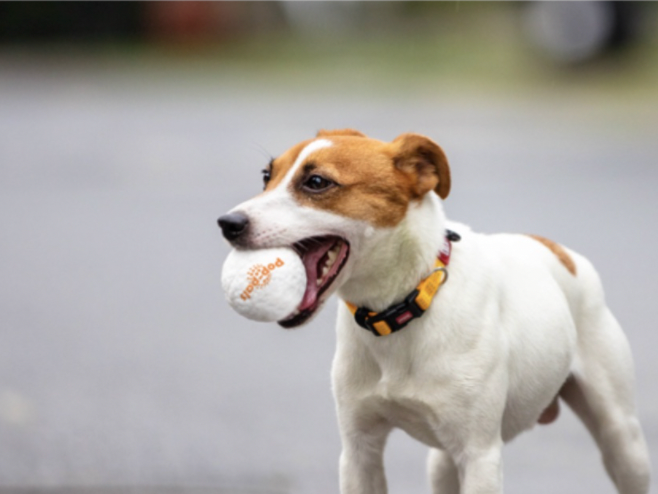 GiGwi Pop Pals Series: Small and Large Pet Toy Ball